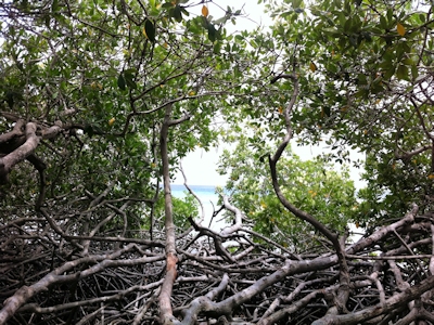 Mangrove Ecology & Conservation